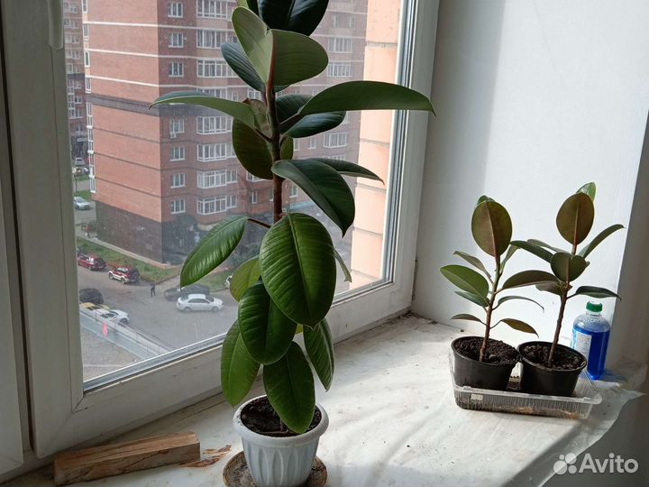 Фикус, шефлера и другие