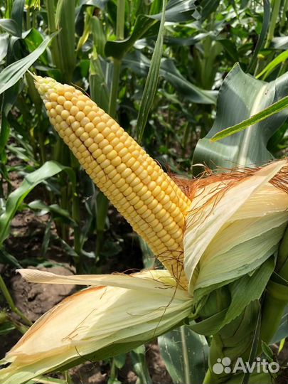 Семена кукурузы Сспк Ккз 