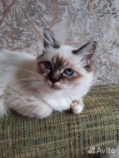 Котенок редкой породы