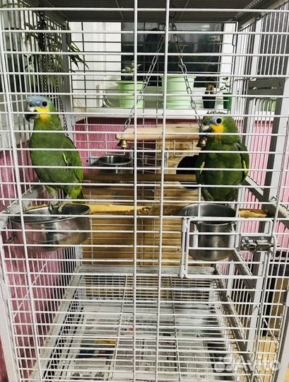 Амазоны. Пара крупных попугаев