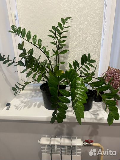 Замиокулькас