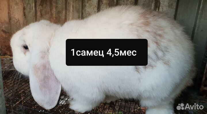 Племенные французские бараны