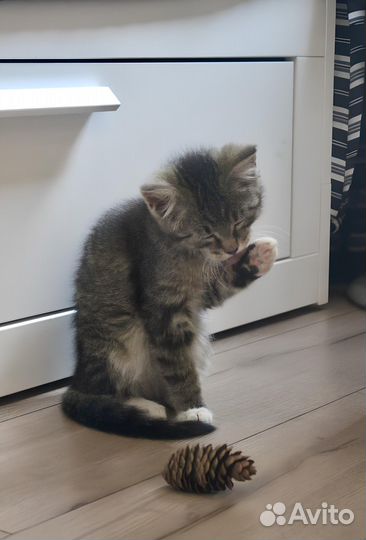 Котёнок полосатый