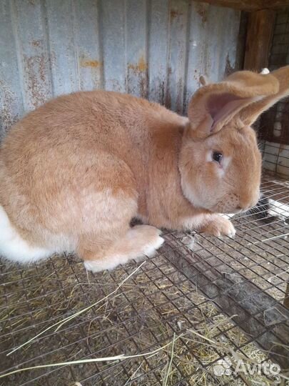 Кролики фландр и ризен и французский баран