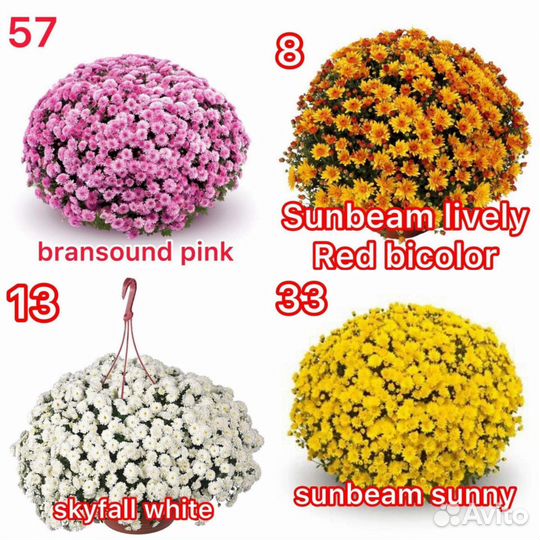 Хризантемы мультифлора