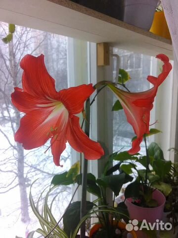 Цветок гиппеаструм-амариллис