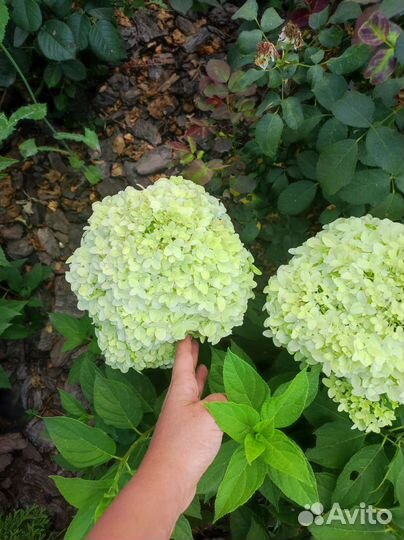 Гортензия Литл спуки