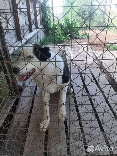 Отдам в добрые руки щенка