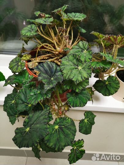 Бегония Бовера