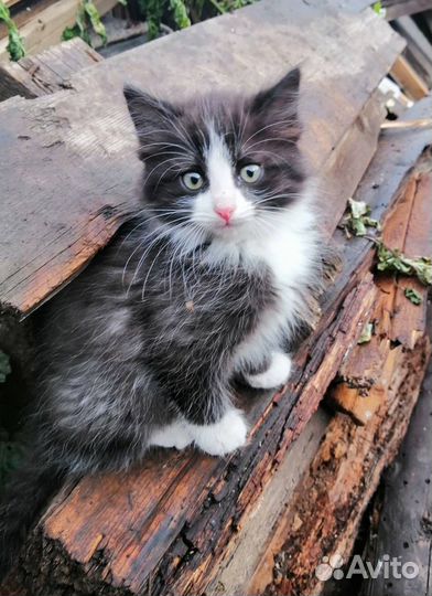 Котята в добрые ручки