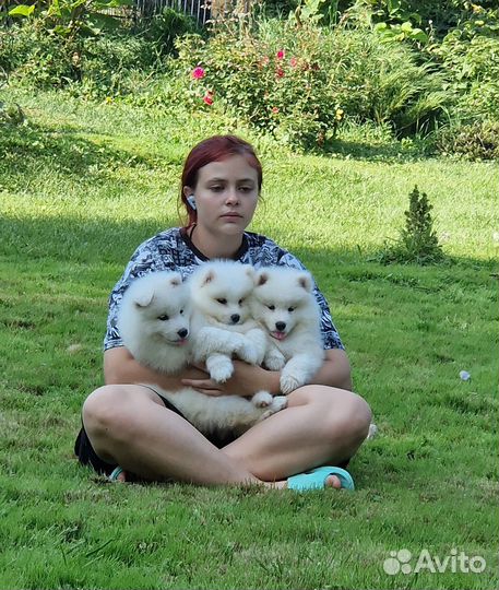 Самоед щенки из питомника