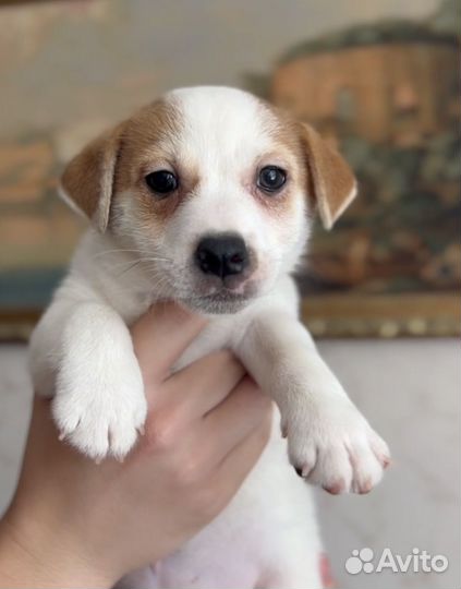 Джек Рассел терьер