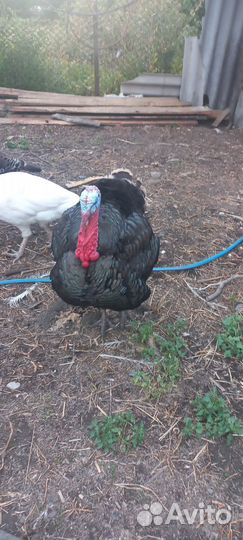 Телята бычки