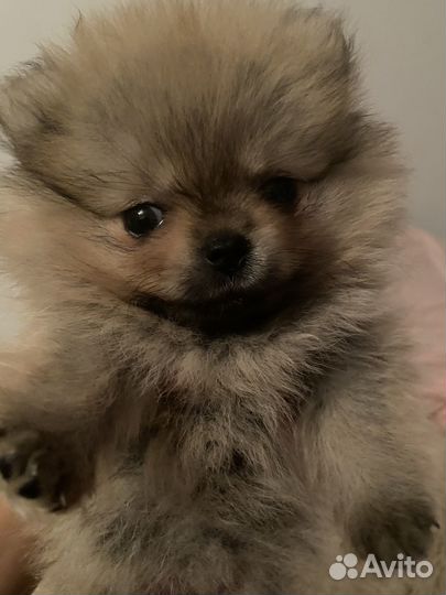 Шпиц девочка