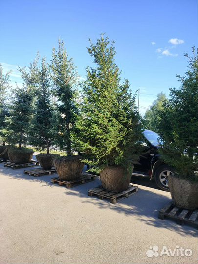 Ель, ёлка, ёлочка