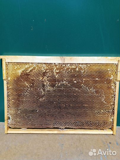 Рамки с вощиной (Сушь)