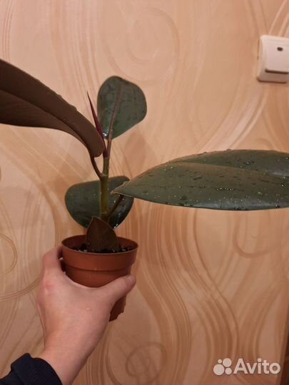 Фикус каучуконосный эластика