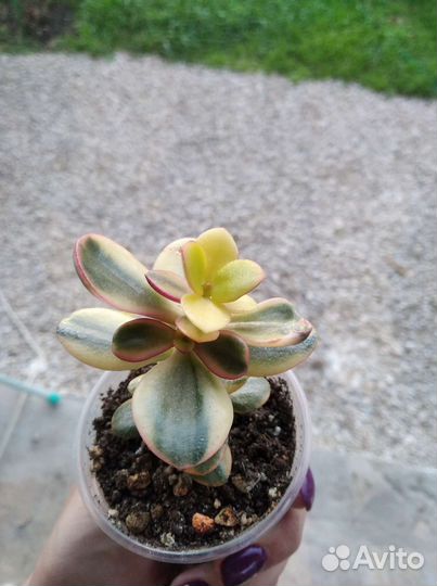 Суккуленты