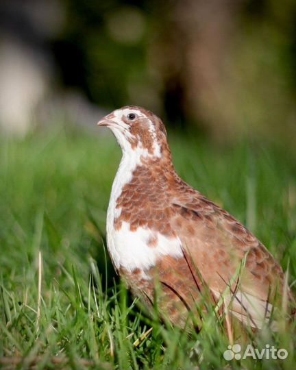 Селадон. Инкубационное перепелиное яйцо