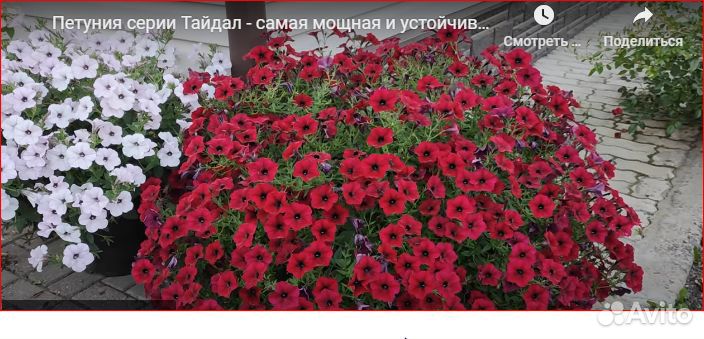 Рассада помидор, огурцов ампельной петунии