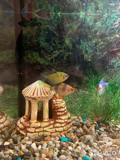 Аквариум в месте рыбами и аксессуарами