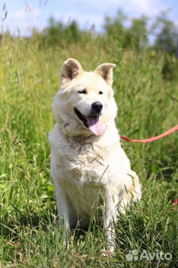 Собака в добрые руки