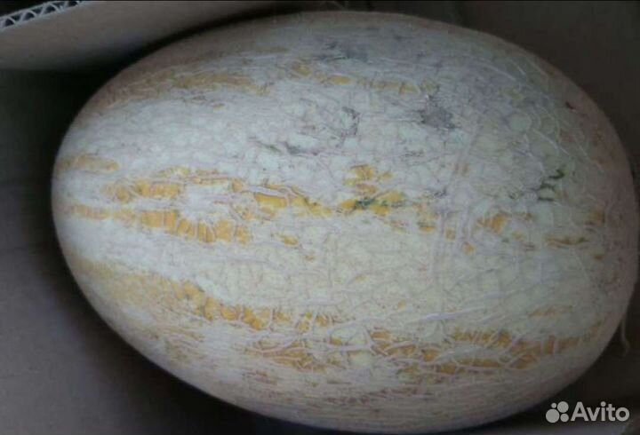 Дыня Торпеда