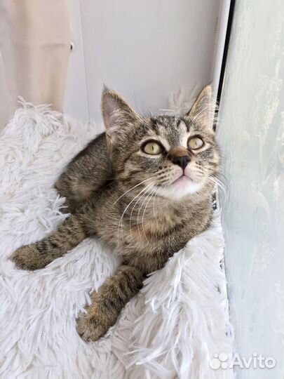 Котенок в добрые руки