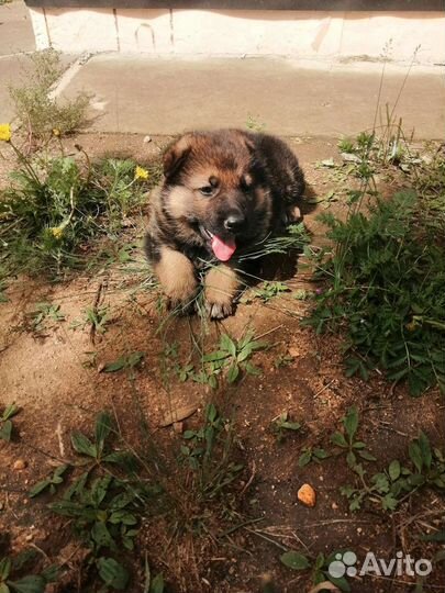 Немецкая овчарка продажа щенков