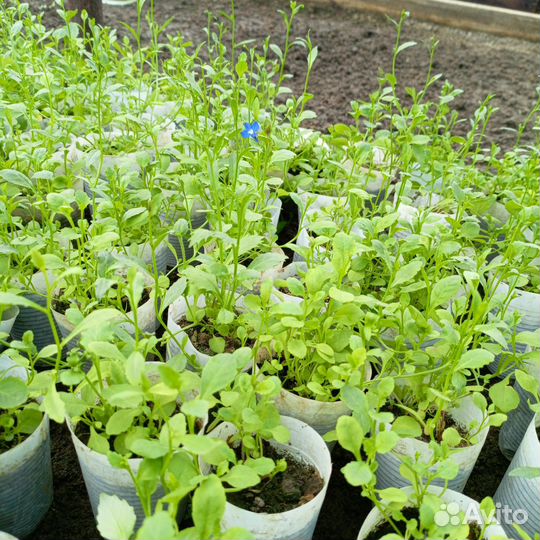 Бархатцы, лобелия, алисимус и многое другое