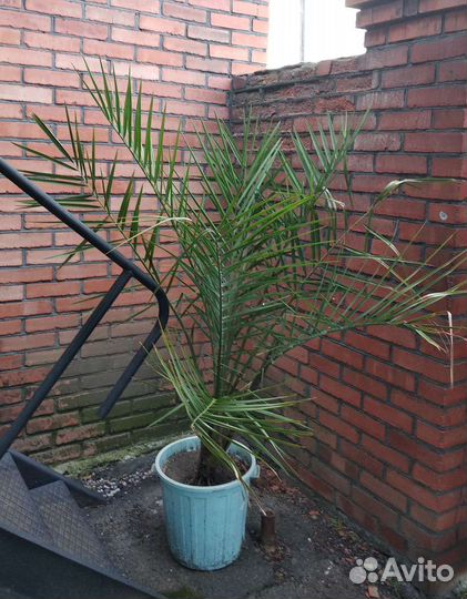 Финиковая пальма