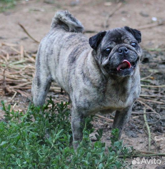 Мопс девочка