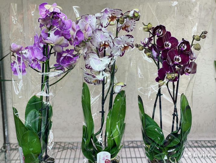 Эксклюзивные орхидеи