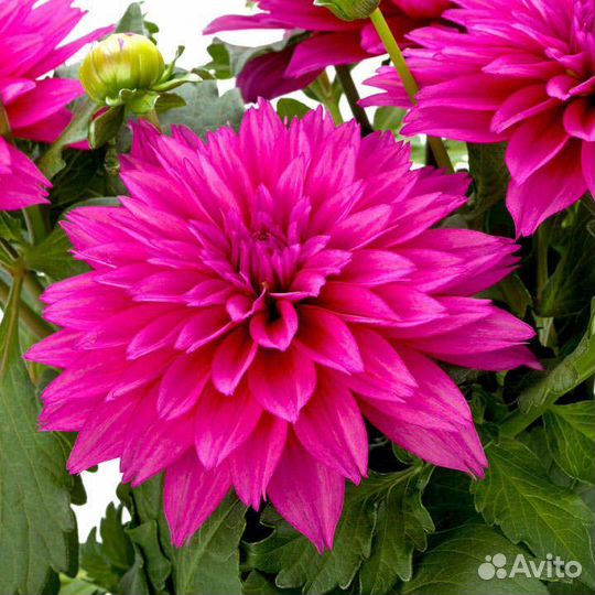 Растения цветы для сада