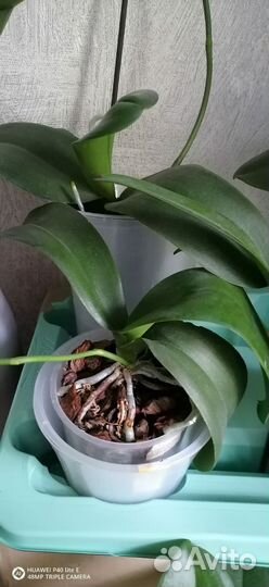 Орхидея фаленопсис