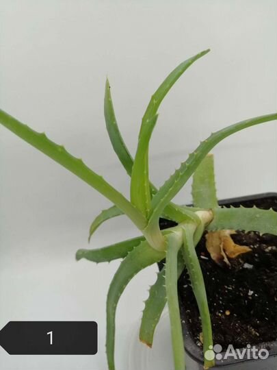 Кактусы и суккуленты. Алоэ