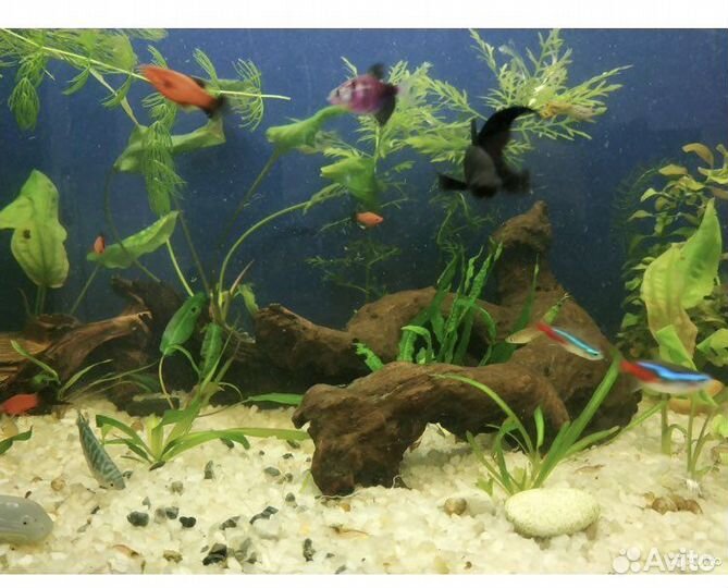 Аквариумный грунт молочно белого цвета