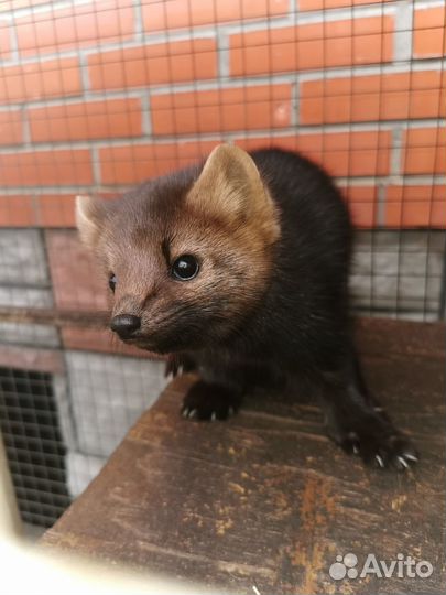 Шенки домашнего соболя и хоря