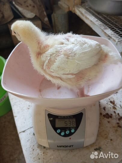 Цыплята бройлеры кобб 500