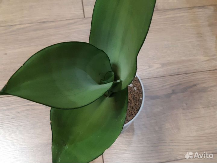 Сансевиерия муншайн