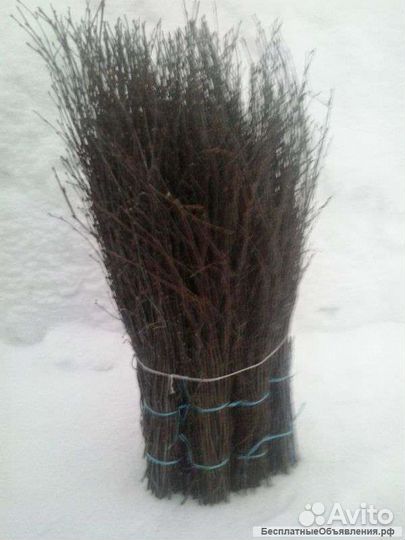 Метёлки берёзовые