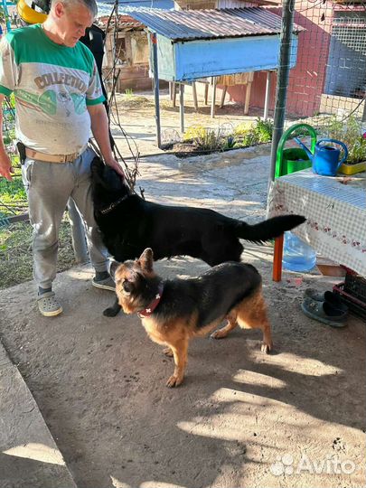 Вязка немец