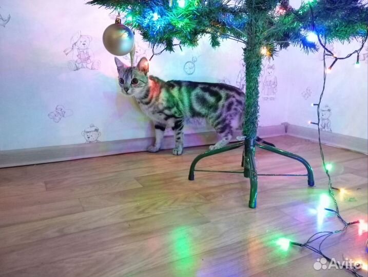Вязка кошечки