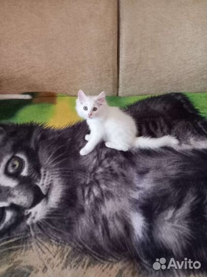 Кошки в добрые руки бесплатно