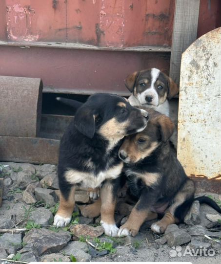 Щенкам нужен дом