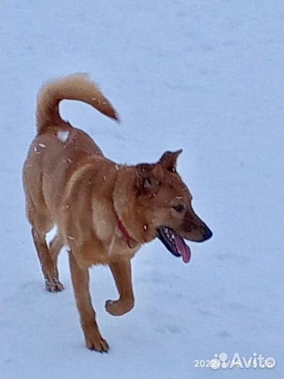 Вся жизнь через решетку.Собака в дар в добрые руки