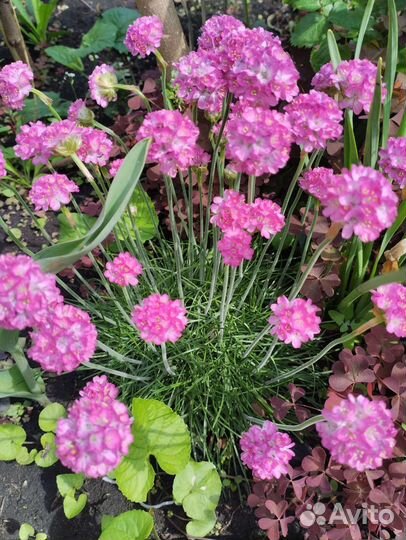 Многолетние цветы для сада