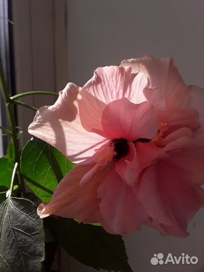 Гибискус цветущий