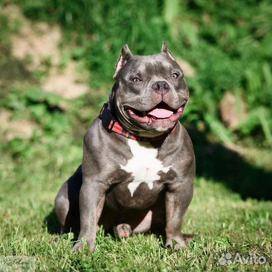 Американский булли вязка