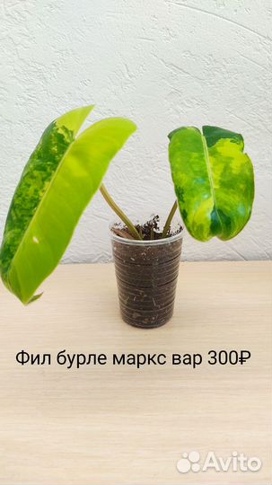 Комнатные растения